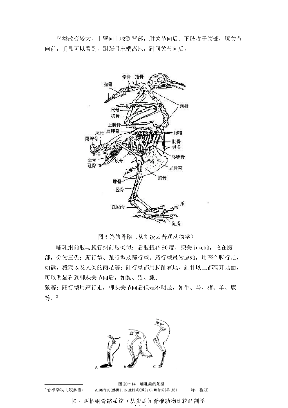 2023年动物附肢关节结构的分析和进化过程推演.docx_第3页