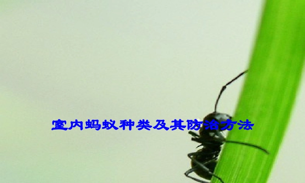室内蚂蚁种类及其防治方法.ppt