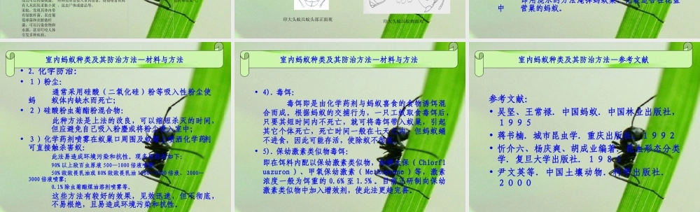 室内蚂蚁种类及其防治方法.ppt