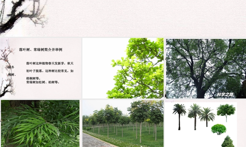 教科小学科学三上《1.2、校园的树木》PPT课件(17)【加微信公众号 jiaoxuewuyou 九折优惠 qq 1119139686】.ppt