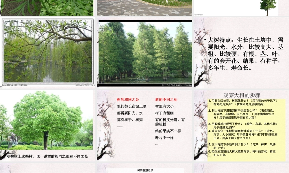 教科小学科学三上《1.2、校园的树木》PPT课件(17)【加微信公众号 jiaoxuewuyou 九折优惠 qq 1119139686】.ppt