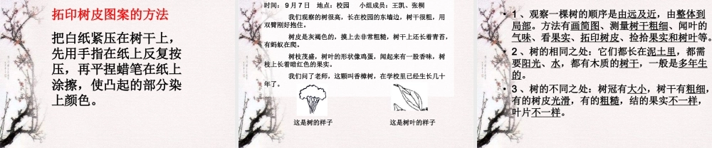 教科小学科学三上《1.2、校园的树木》PPT课件(17)【加微信公众号 jiaoxuewuyou 九折优惠 qq 1119139686】.ppt